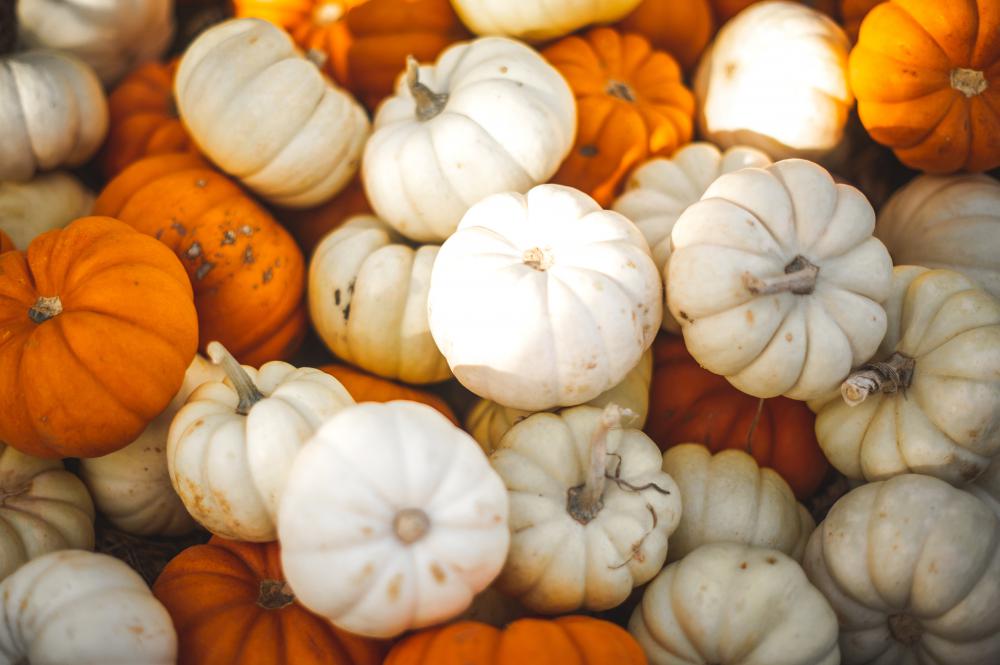 Top Tips for Picking the Best Pumpkins