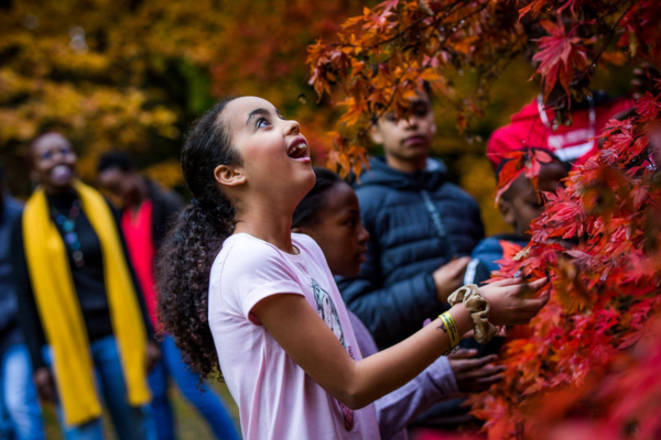 Autumn bursts onto the scene at Westonbirt Arboretum 