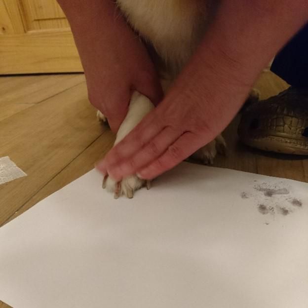 Capture With An Inkless Paw Print Kit, How To Prevent Paw Prints On Hardwood Floors