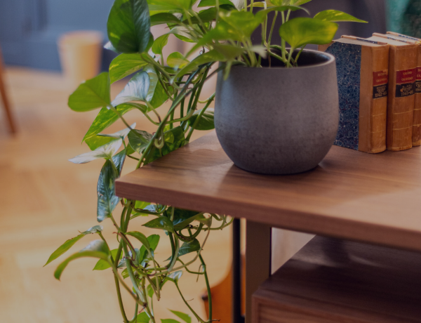 LEAFY POWERHOUSES: THE BENEFITS OF PLANTS IN THE WORKSPACE.