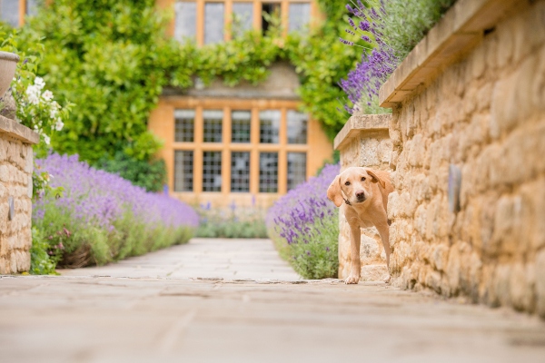 HOMEWOOD HOTEL & SPA IN BATH AWARDED AS OVERALL WINNER IN  PETSPYJAMAS’ DOG-FRIENDLY TRAVEL AWARDS BEING NAMED ‘BEST IN SHOW’