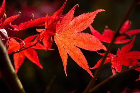 Weird Weather Creates Recipe for Autumn Colour Success