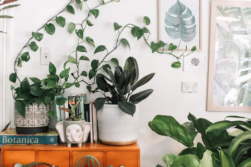 Looking for plants for your living room? Search no more!