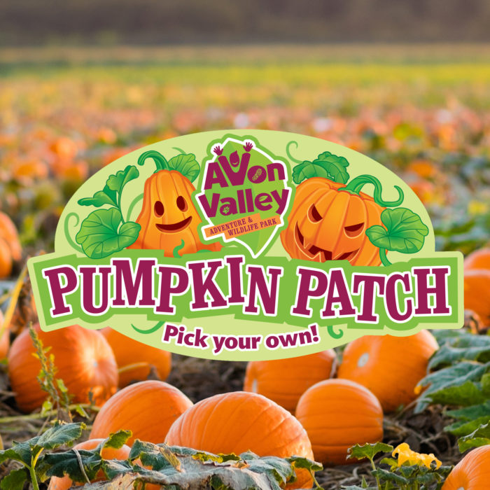 Avon Valley Pumpkin Patch