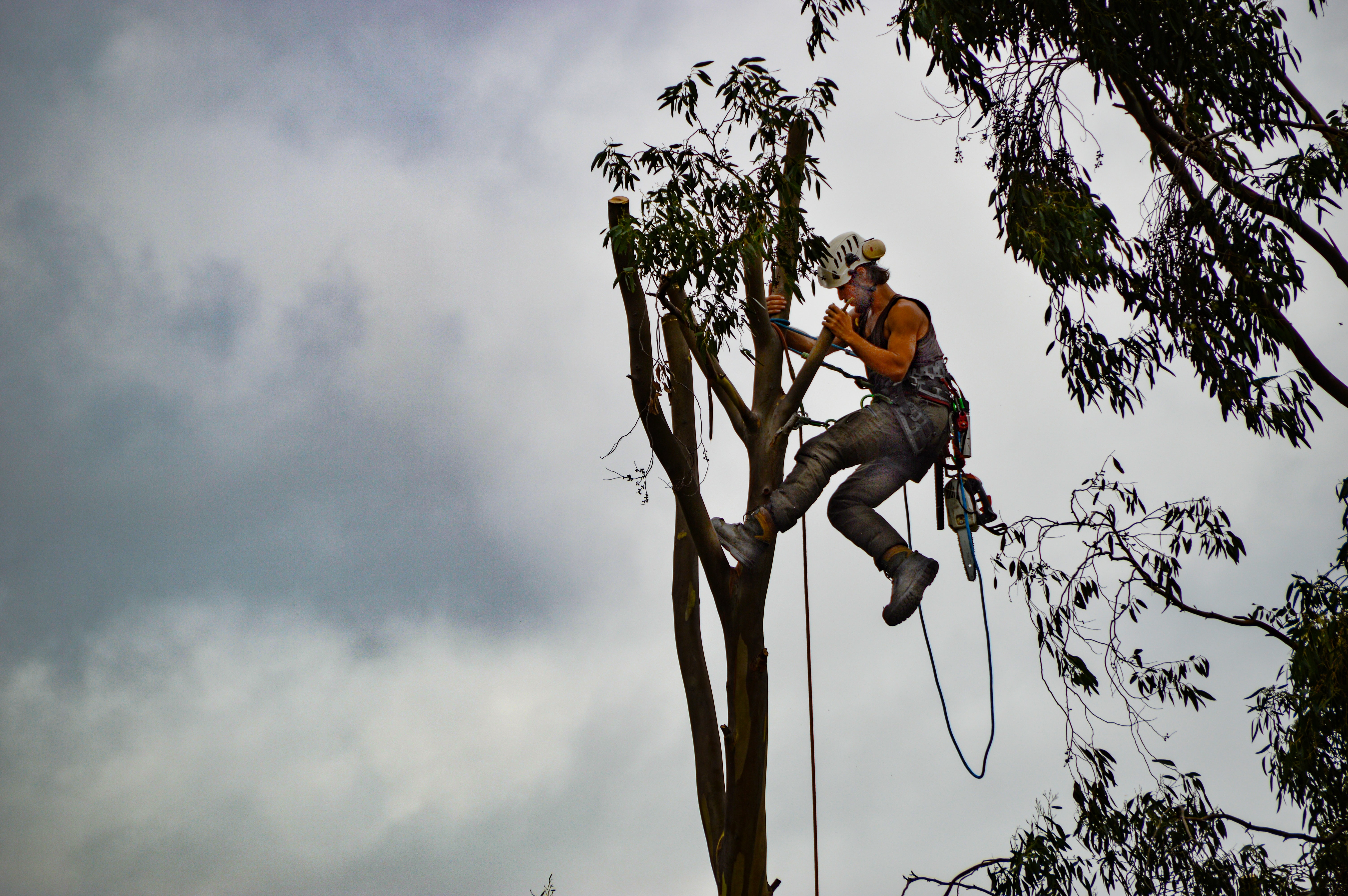 What to Consider Before Becoming a Tree Surgeon