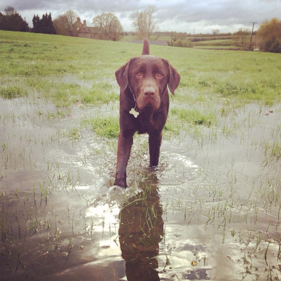 Snapped: Do you Own the Cutest Dog in Bath?