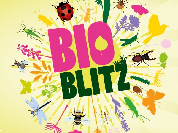 Client Image: Westonbirt Arboretum BioBlitz Graphic