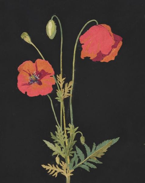Client Image: Museum of Bath Architecture Art of Mrs Delany