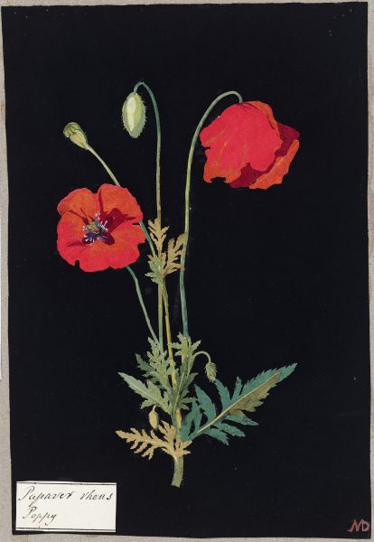 Client Image: No. 1 Royal Crescent Poppy