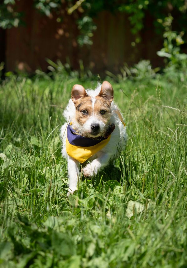 Calling all four-legged ‘Walkies’ fans and their owners!  Join in the Wag Walk and take steps for rescue pets