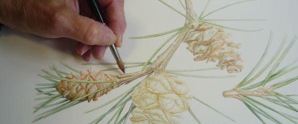 Client Image: Westonbirt Arboretum Bedgebury Florilegium Society Exhibition