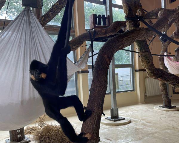 Monkey World Ape Rescue Centre