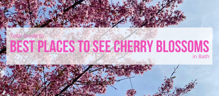 Cherry Blossoms in Bath | Where to Find Cherry Blossoms in Bath